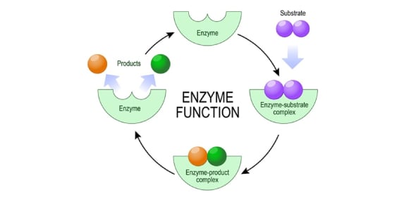 Explain Enzyme Cofactors In Biochemistry Flashcards